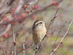 里山の冬鳥たち