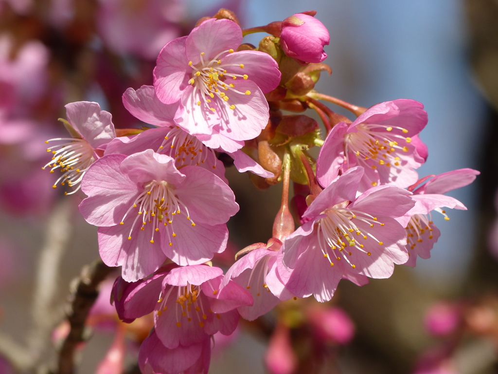 青空と初桜