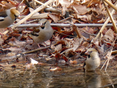 冬の里山で (シメ)