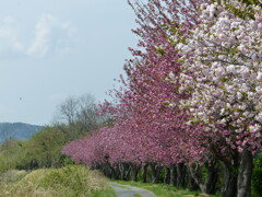 春の花7(桜7)