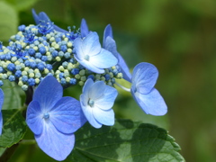 夏の花