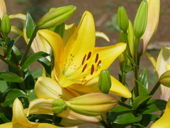 初夏の花