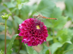 夏の昆虫