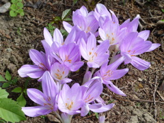 秋の花1(イヌサフラン)