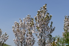 天の川(桜）