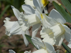 春の花