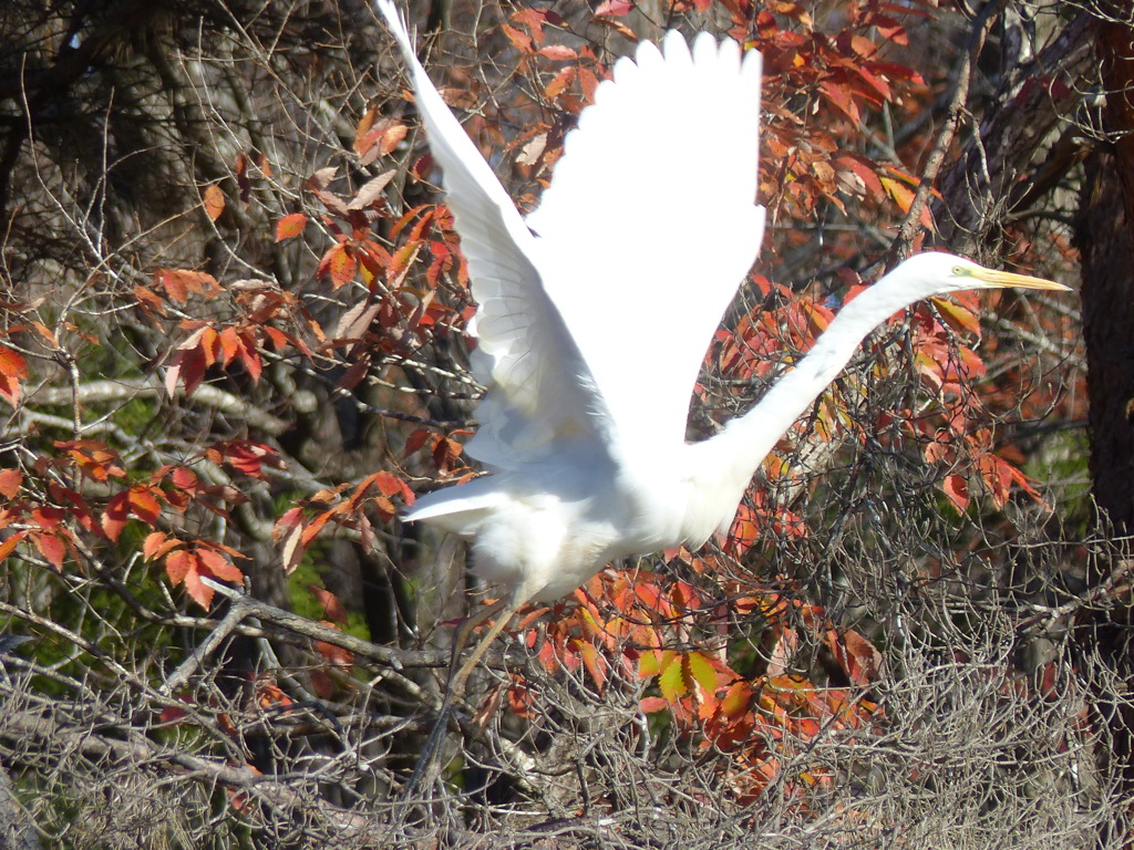 冬の里山で(白鷺）
