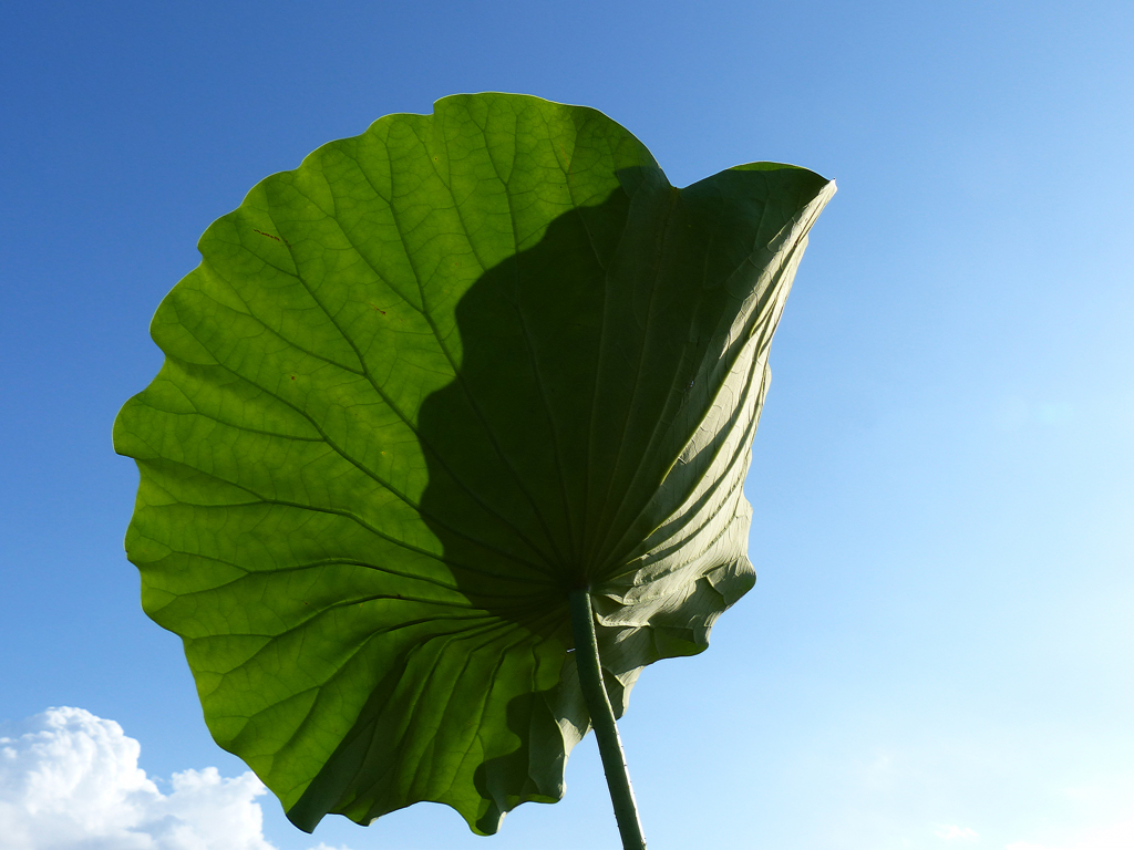 夏(熱い風）