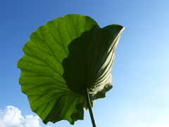 夏(熱い風）