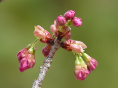 春の花
