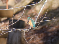 カワセミ