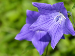 夏の花