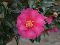 山茶花