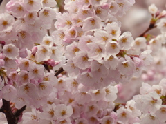 雪桜