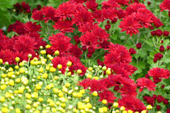 菊 