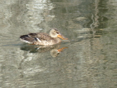 冬の里山で17(ハシビロガモ)