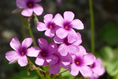 春の花畑で