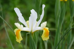 春の花(散歩の途中に)