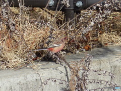 突然目の前に赤い鳥が(ベニマシコ)