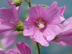 初夏の花1