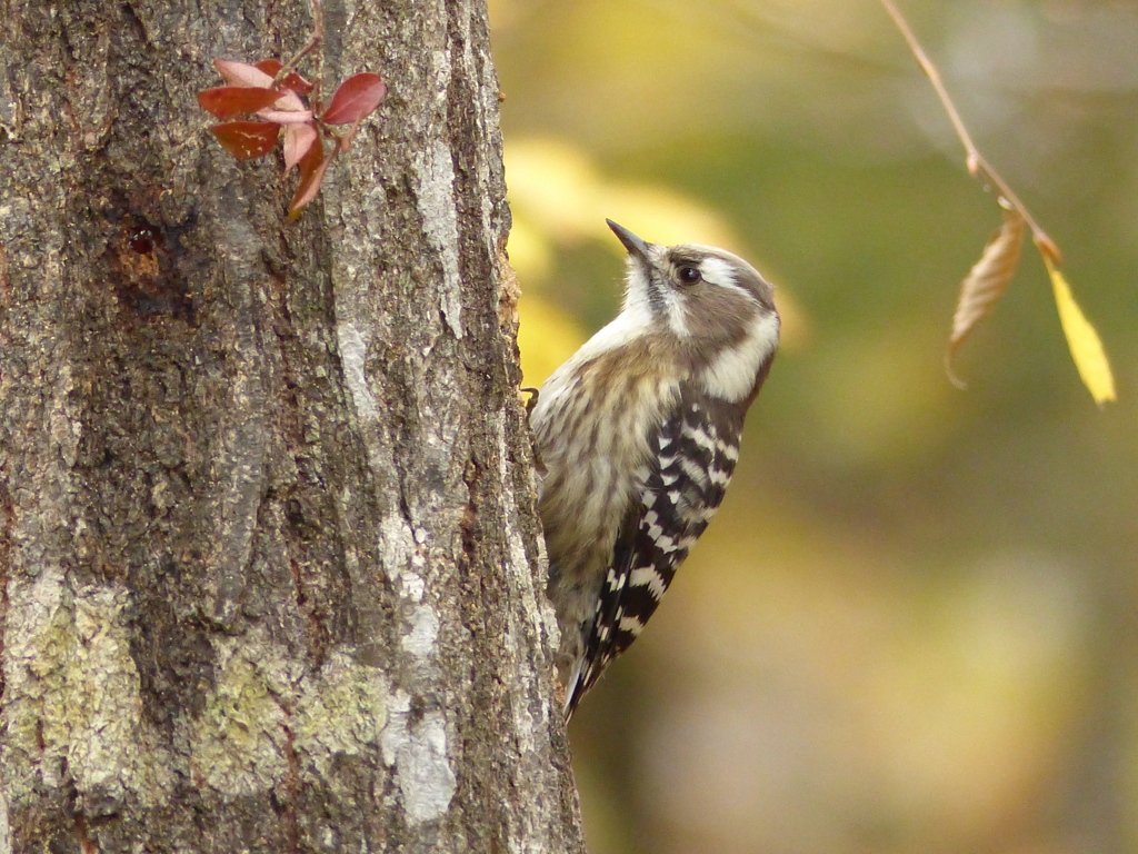 秋の里山で(コゲラ)