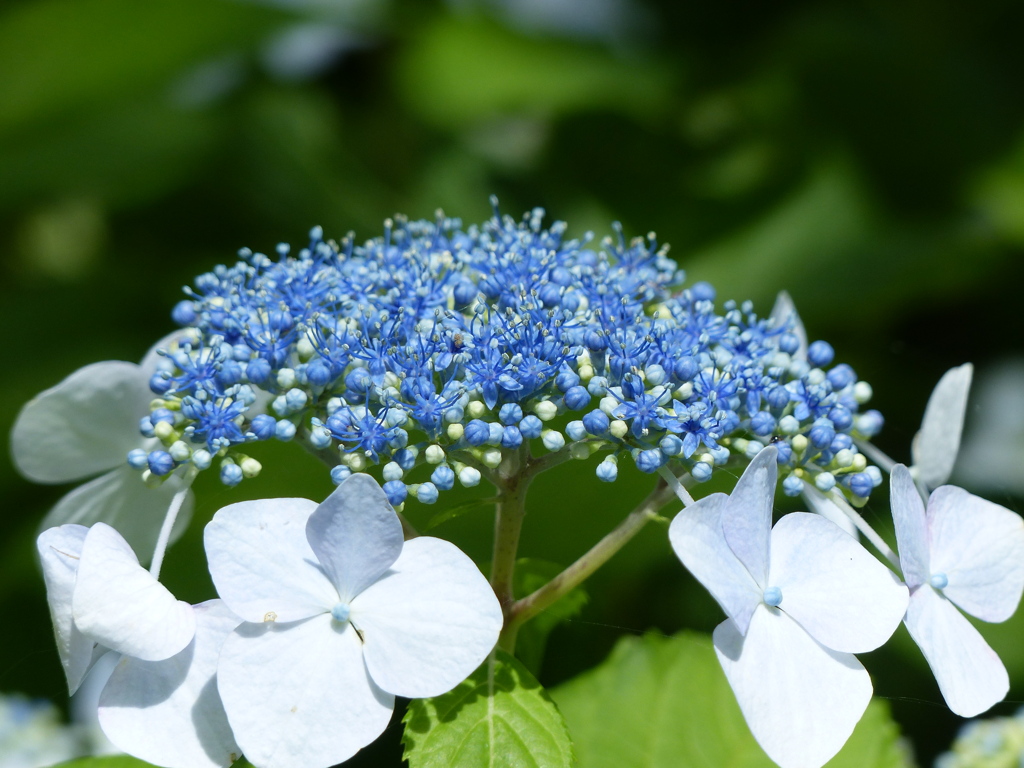 夏の花3(紫陽花)