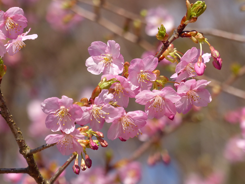 2020初桜