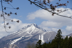 観音寺川の桜