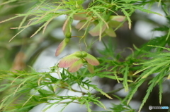 散歩の途中に