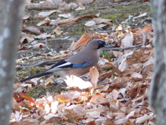 秋の里山で11(カケス)