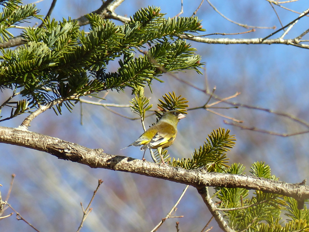 冬の里山で(カワラヒワ）