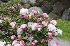 石楠花 