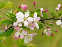 春17(春の花7)リンゴの花