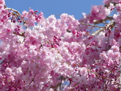 青空と桜