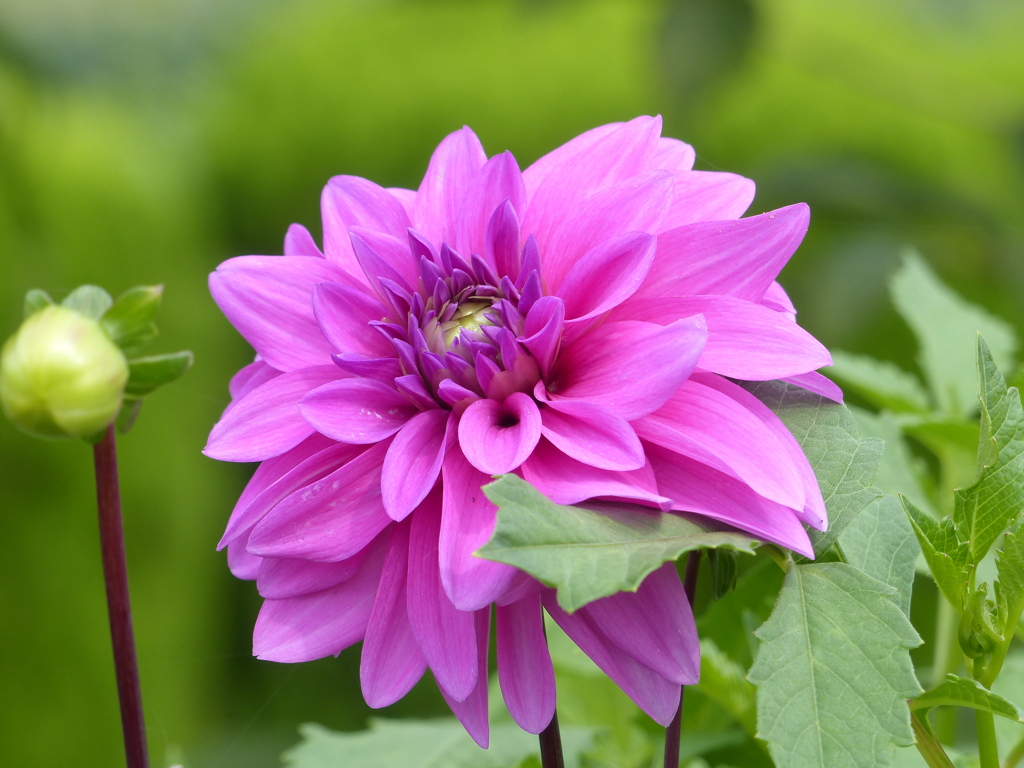 秋の花