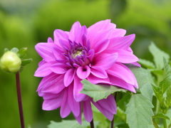 秋の花