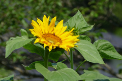 梅雨の晴れ間に