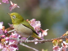 春の里山で2(河津桜とメジロ2)