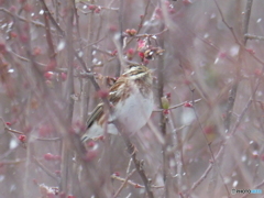 雪が