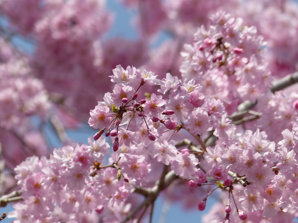 春の花4(桜4)