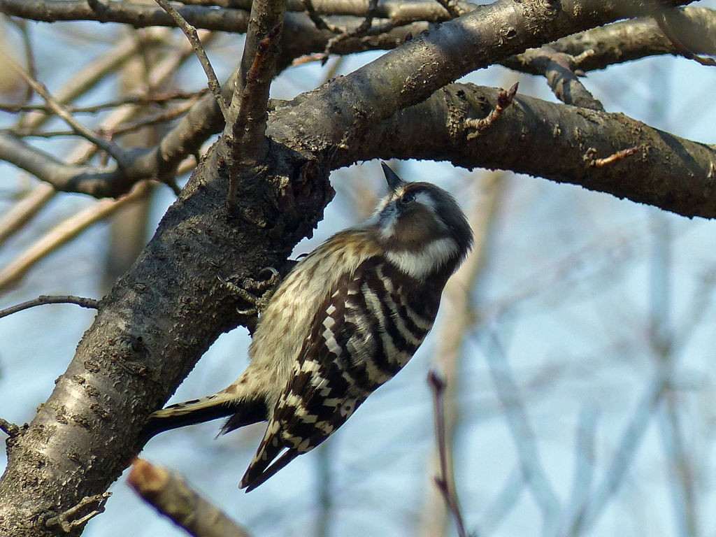 里山の冬鳥たち