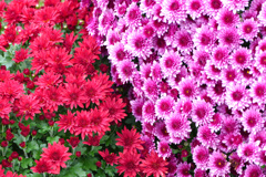 菊 