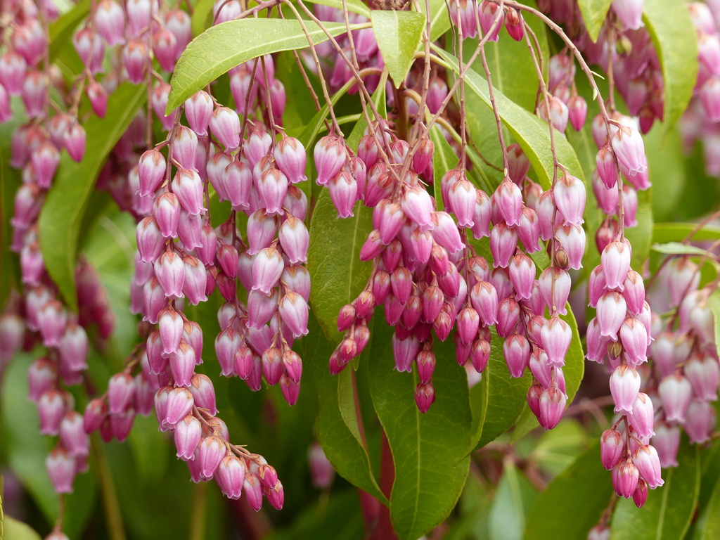 春の花1(馬酔木)