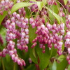 春の花1(馬酔木)