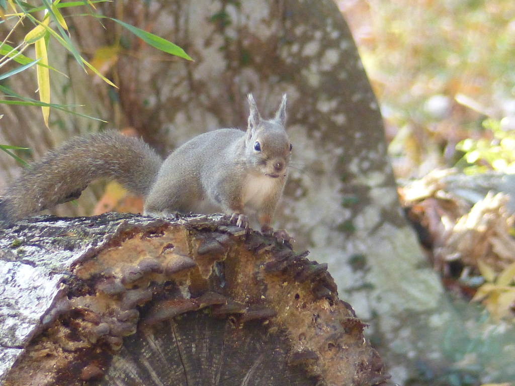 秋の里山で10(リス1)