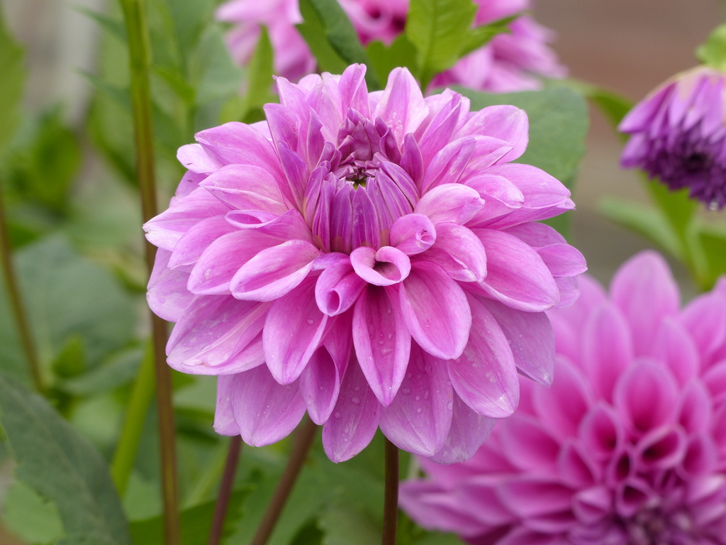 夏の花