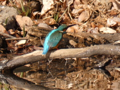 カワセミ