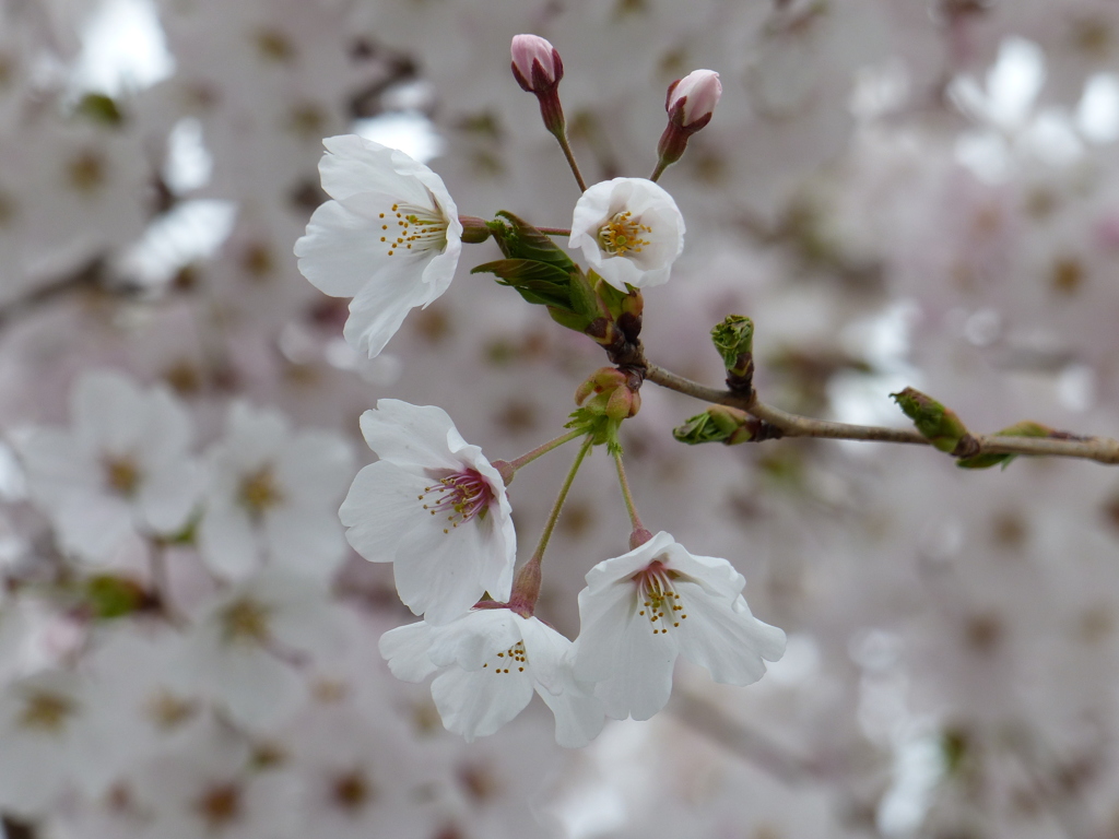 春の花　  