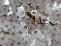 春の花　  