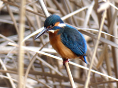 カワセミ